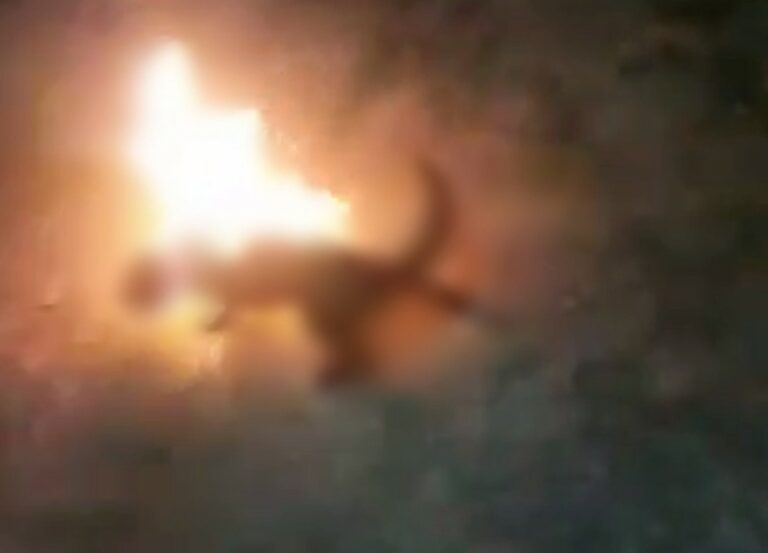 Polícia Civil investiga homens que mataram gato queimado e gravaram vídeo