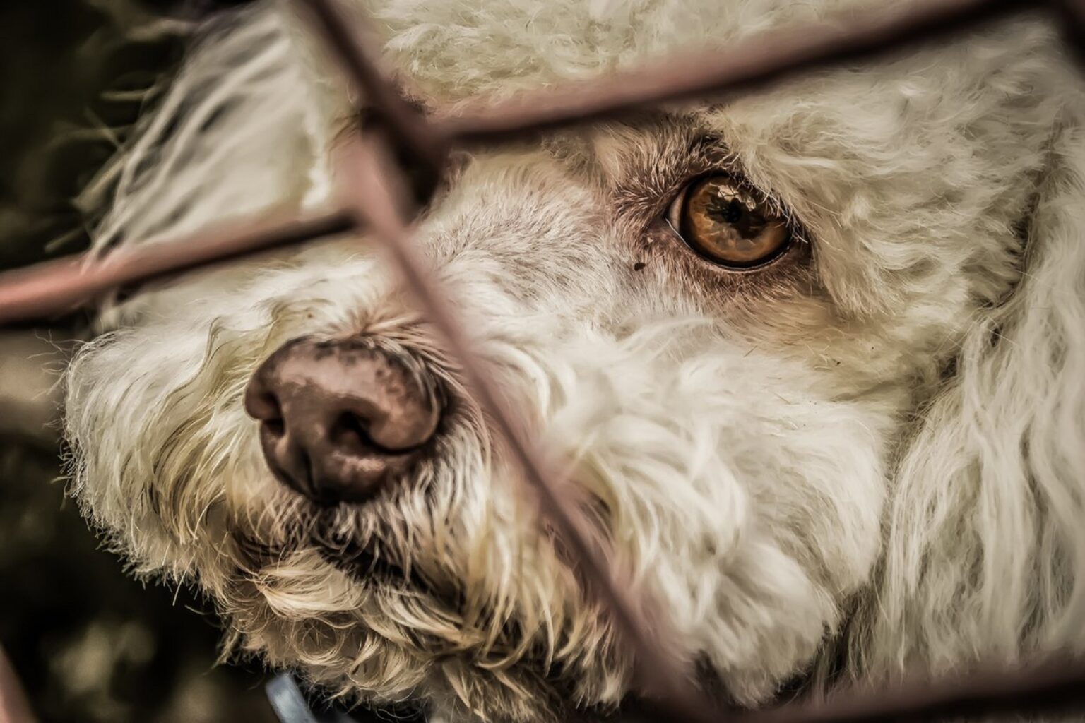 MP-AC comemora lei que multa em R$ 2 mil quem pratica maus-tratos a animais