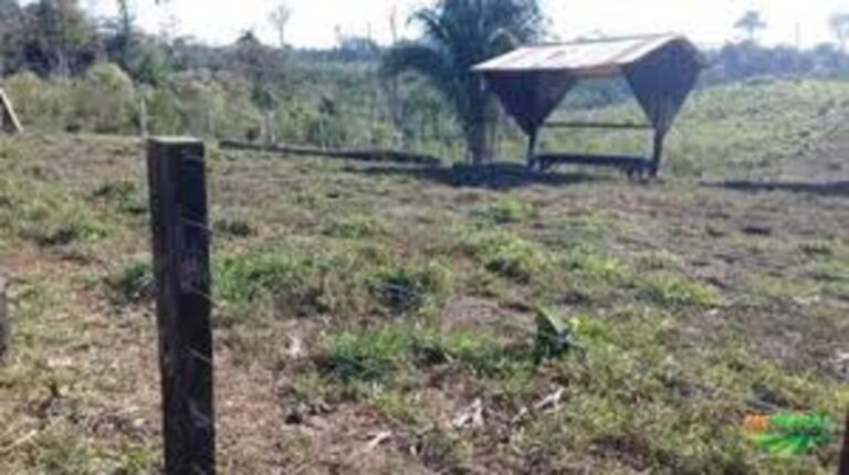 Colono é atingido por árvore durante derrubada e vai a óbito na zona rural de Sena