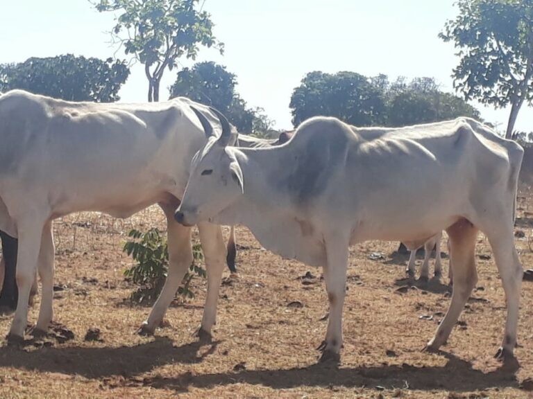 Homem é autuado em R$ 35 mil ao deixar gado sem alimento e causar morte aos animais