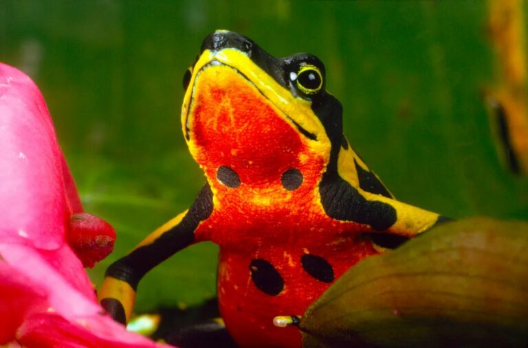 Rã-arlequim da Costa Rica posa para foto entre folhas de uma planta