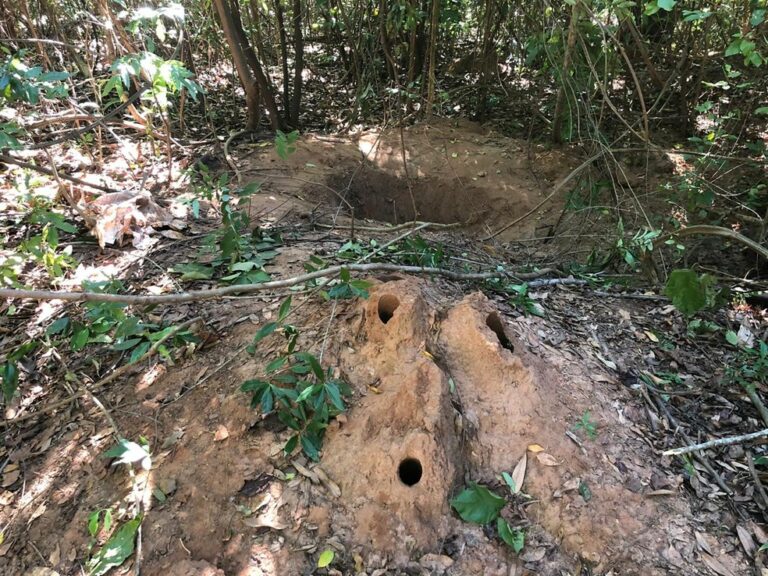 TJ mantém pronúncia por homicídio qualificado e mãe que enterrou filha viva vai a júri popular