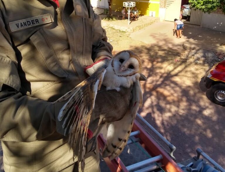 Coruja fica enroscada em linha de pipa a 10 metros de altura e precisa ser resgatada pelo Corpo de Bombeiros