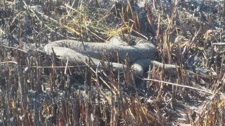 Sucuri de 5 metros é encontrada morta em queimadas na cidade de Bonito, MS