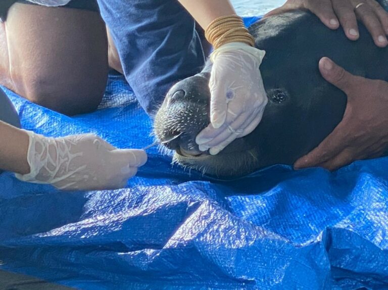 Peixes-bois são devolvidos à natureza no Amazonas, pela primeira vez desde o começo da pandemia