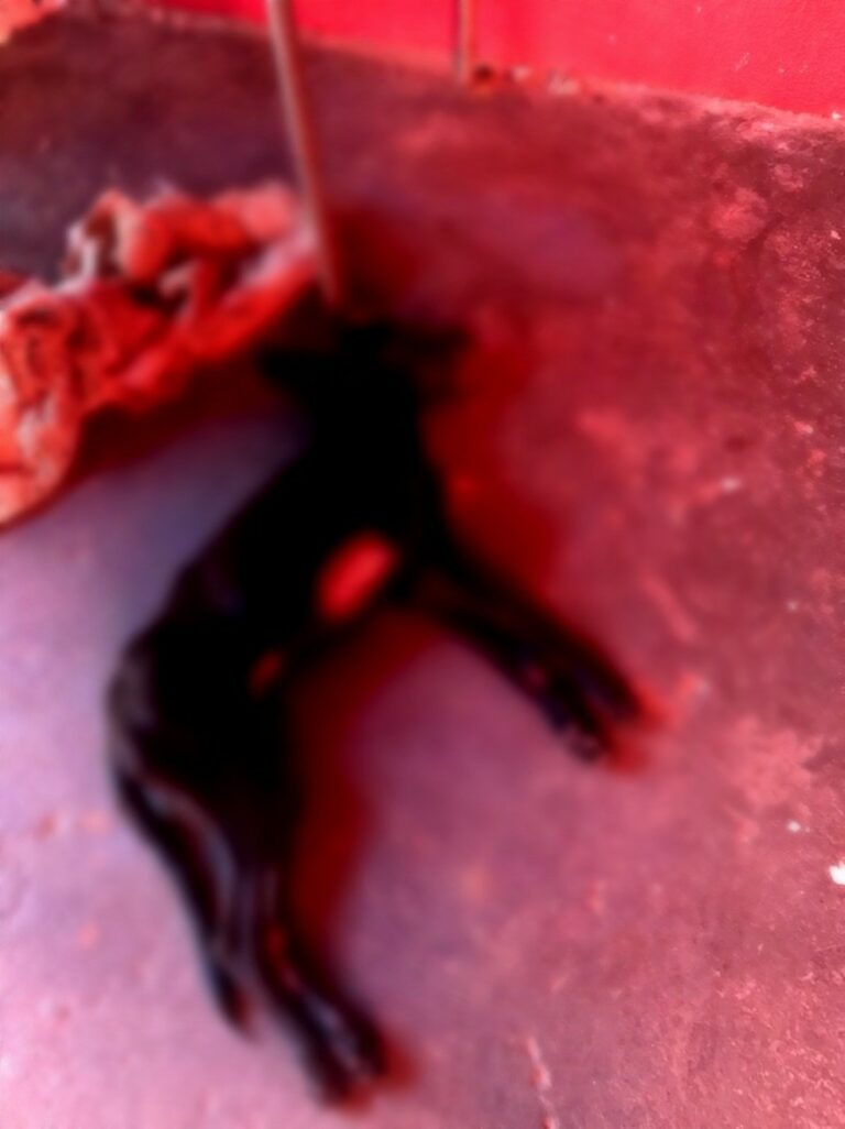 Cachorro morre por causa do frio e dono volta para cadeia horas após sair