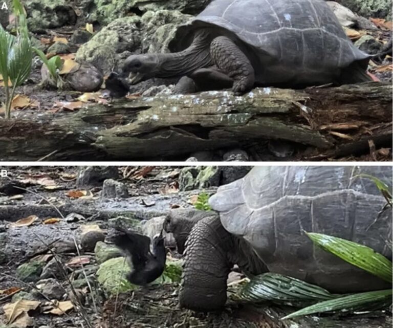 Tartaruga gigante esmaga e come filhote de andorinha; pesquisa diz que vídeo é a 1ª prova do hábito de caça
