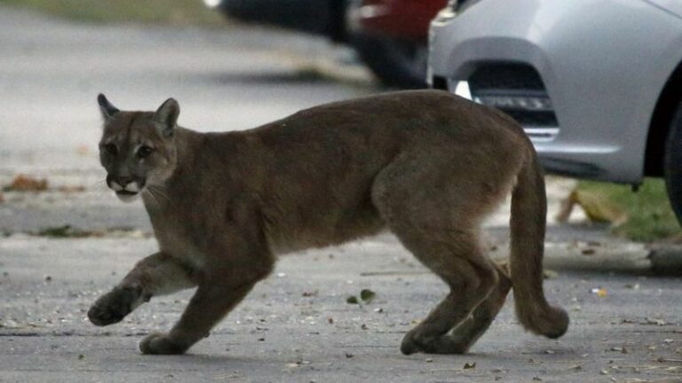 Mãe luta com puma com as próprias mãos para salvar filho de ataque