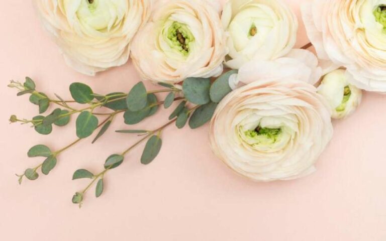 Dicas da Benzedeira: o poder da rosa branca