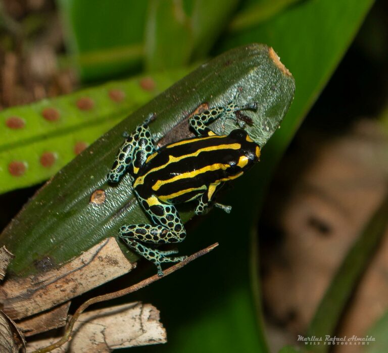O sapinho ranitomeya toraro em Tarauacá