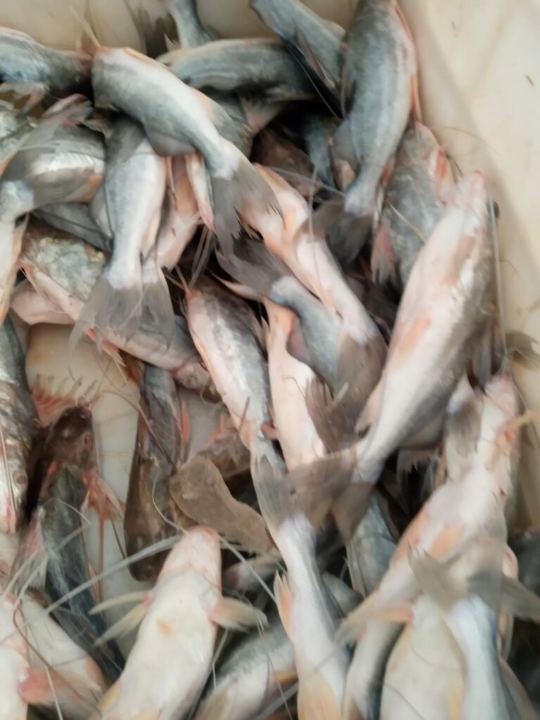 600 quilos de mandi são trazidos de Lábrea para o mercado de Sena Madureira