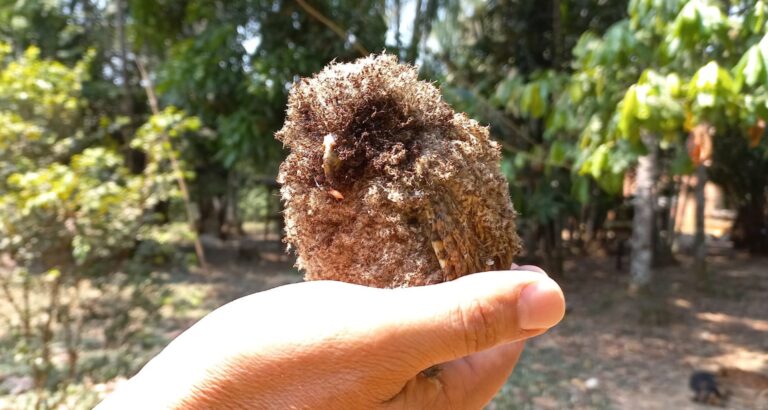 No AC, coruja vítima das queimadas é resgatada por moradores na BR-364; veja vídeo