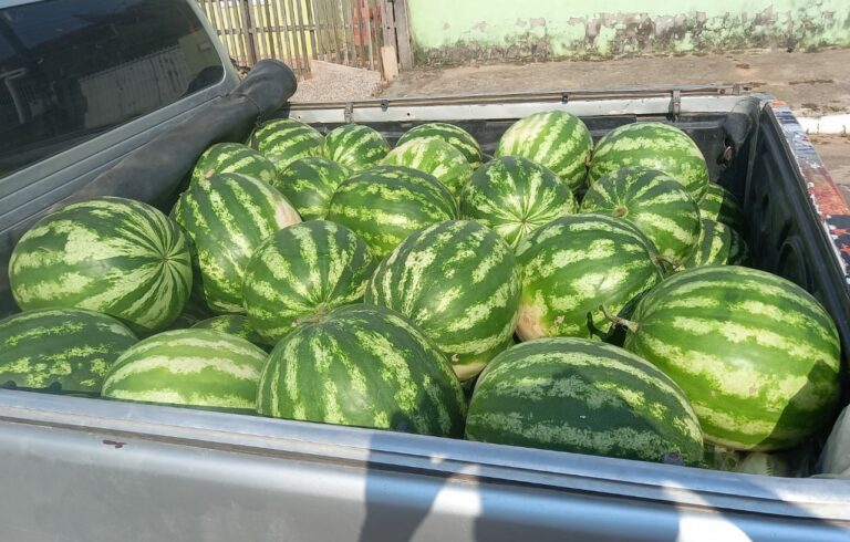 Produtores abastecem comércio de Sena com melancias da região; preço varia de 10 reais a 30 reais