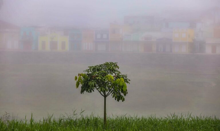 Gameleira escondida pela fumaça