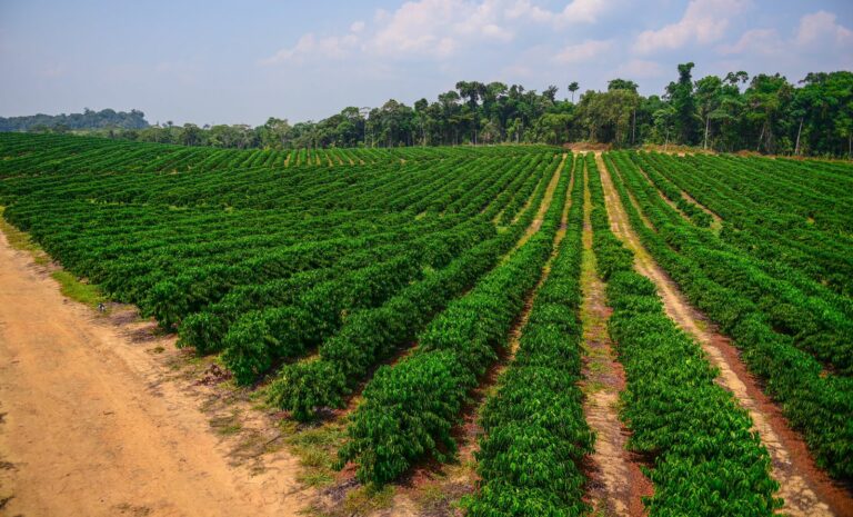 Mâncio Lima: nasce a nova rota do café no mapa do Brasil