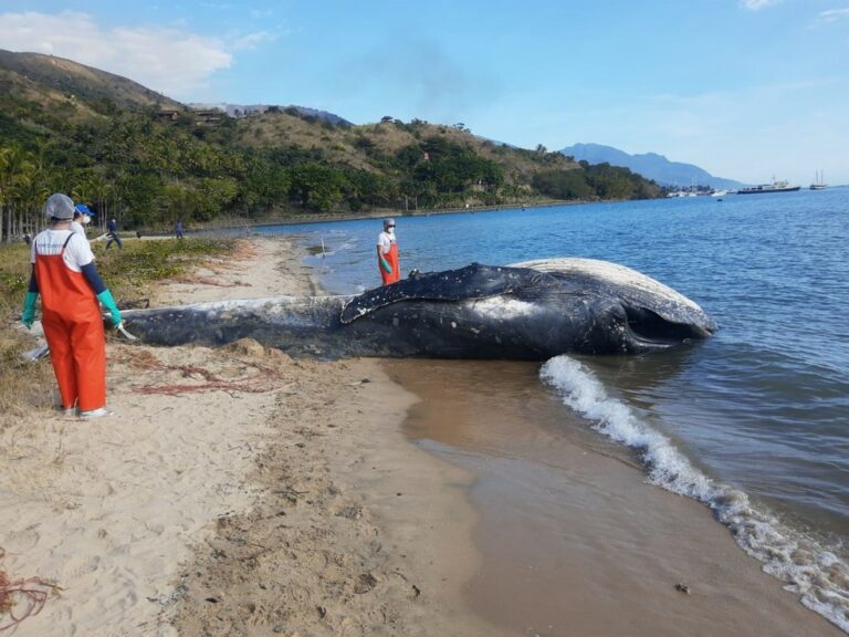 Só neste ano, dez baleias-jubarte foram encontradas mortas no Litoral Norte de SP; saiba motivo