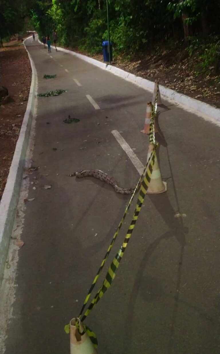Pista de parque é interditada por 3h para cobra terminar de engolir iguana