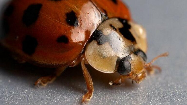 Homem faz colonoscopia e descobre joaninha vivendo em seu intestino; veja imagem