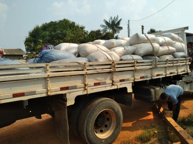 Produtor rural de Sena retira 400 latas de castanha do igarapé maloca e garante renda surpreendente