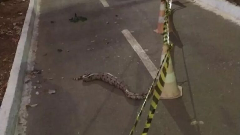 Pista de parque é interditada por 3 horas para jiboia terminar de comer