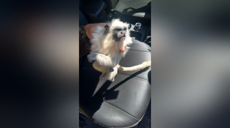 Polícia Militar realiza resgate de macaco atropelado nas imediações da BR-364 em Cruzeiro do Sul