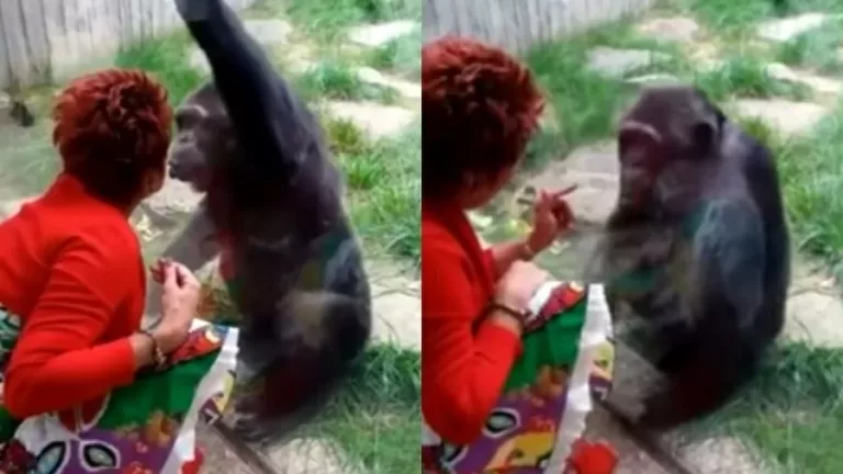 Mulher é banida de zoo por relação afetiva com chipanzé: ‘Ele me ama’