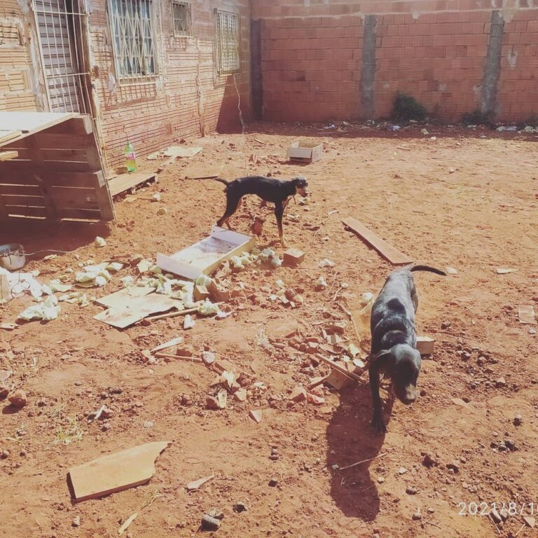 Jovem que mantinha cães amarrados na janela da casa é solta após pagar R$ 300 de fiança