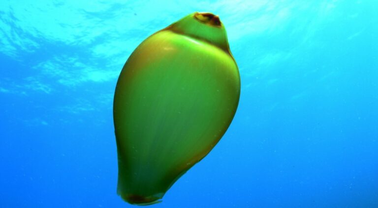 Em registro raro, ovo de tubarão é fotografado durante mergulho em Fernando de Noronha