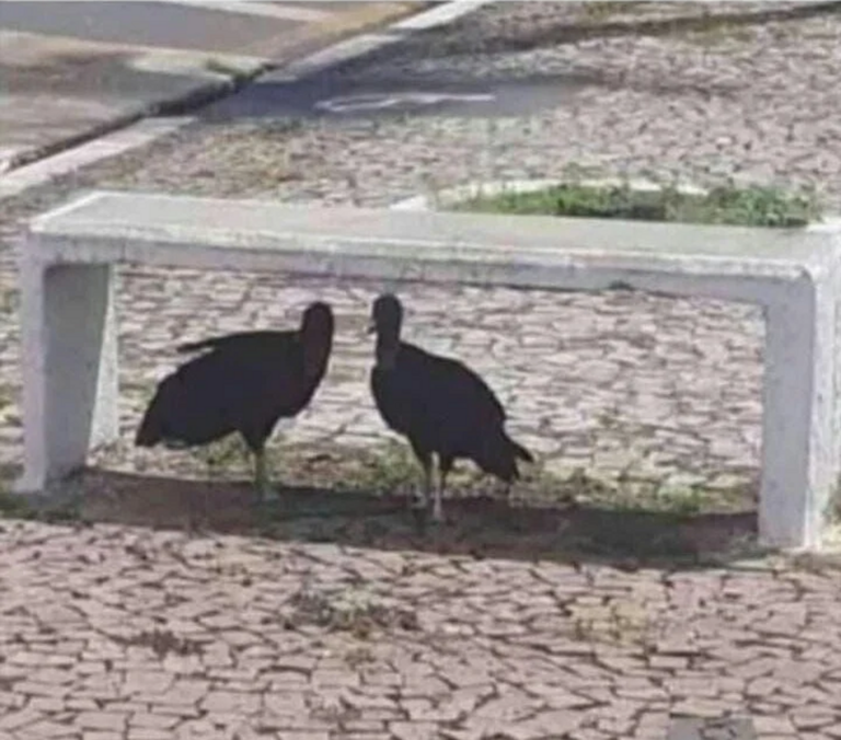 Com calor escaldante, urubus são flagrados se protegendo do sol no centro de Rio Branco