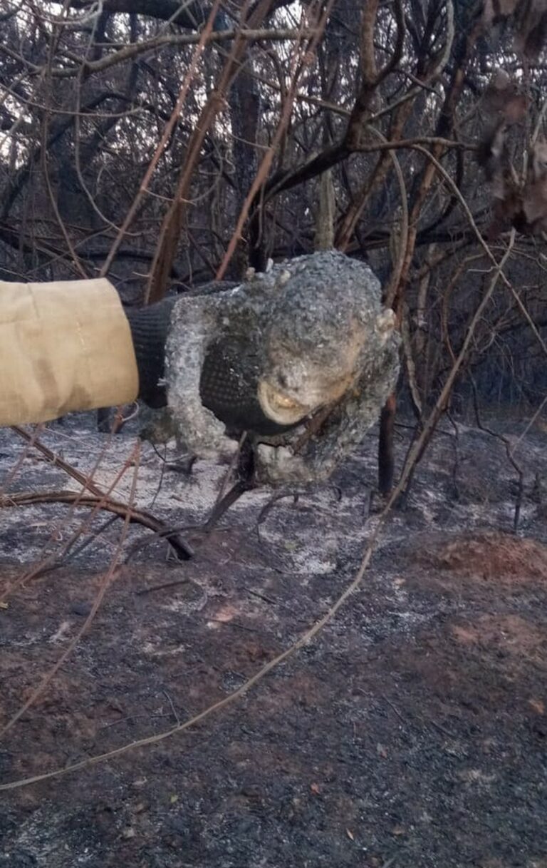 Macaquinho é achado carbonizado durante combate aos incêndios em MS e militares fazem enterro