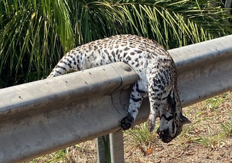 Jaguatirica atropelada e morta é colocada em guard rail de rodovia que corta o Pantanal em MS