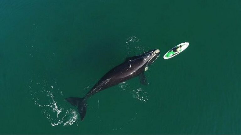 O impressionante encontro entre baleias e banhista na Argentina
