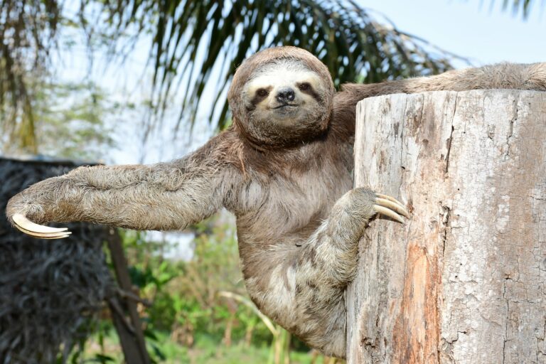 No AC, jornalista faz ensaio fotográfico de um filhote de bicho-preguiça