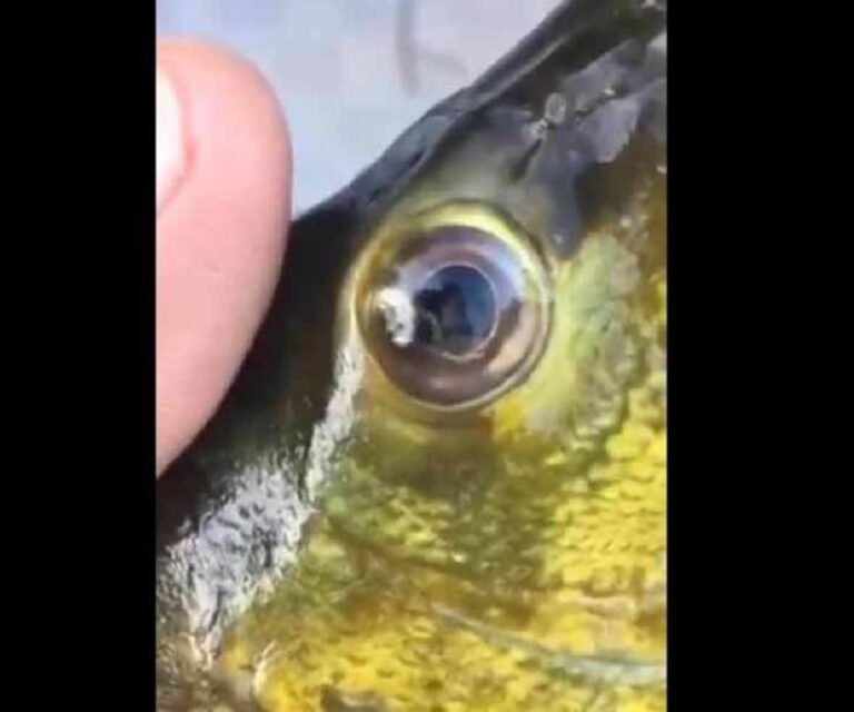 Vídeos mostram peixes frescos recheados de vermes; veja