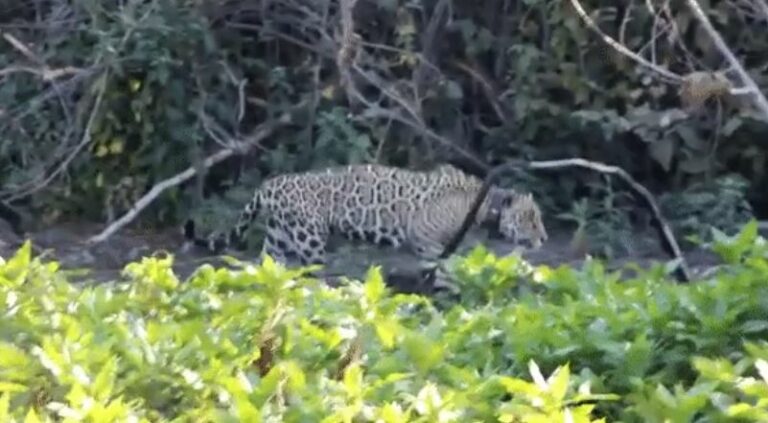 Onça monitorada é vista 8 meses depois de ser resgatada do maior incêndio do Pantanal