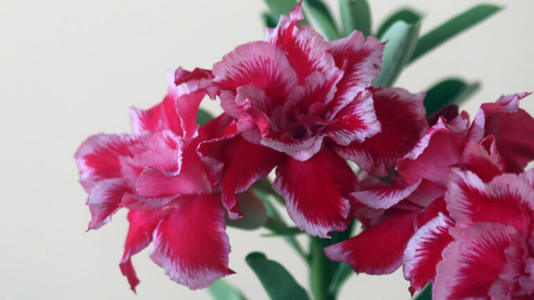 Rosas do deserto ganham popularidade nos lares brasileiros