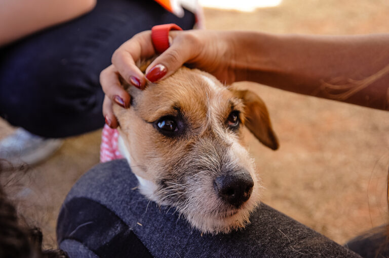 Número de adoção de pets na pandemia cresce 30% no país, mas realidade no AC é diferente