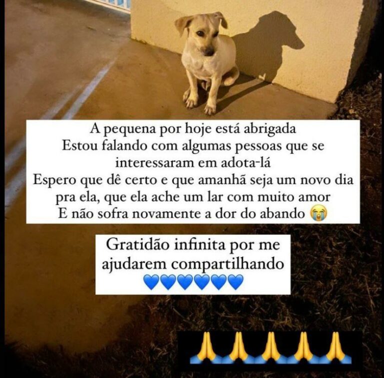 Ativista animal do AC publica suposto abandono de cadela e possível dono aparece questionando postagem; caso viraliza