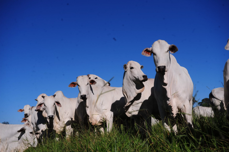 No Acre, rebanho bovino tem alta de 8,3% em 2020 e chega a marca de 3,8 milhões de cabeças, diz IBGE