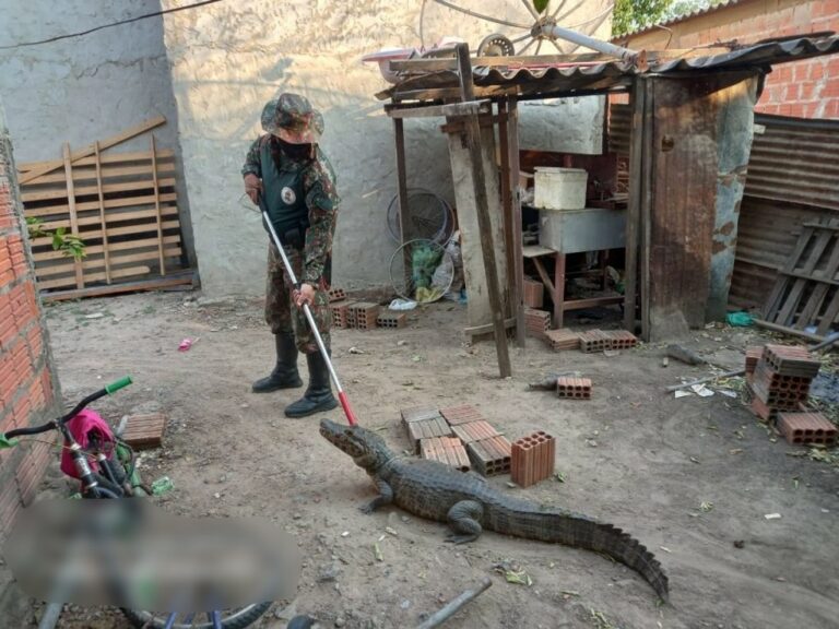 Jacaré de quase 2m é capturado em quintal de residência e solto às margens do Rio Paraguai, no Pantanal