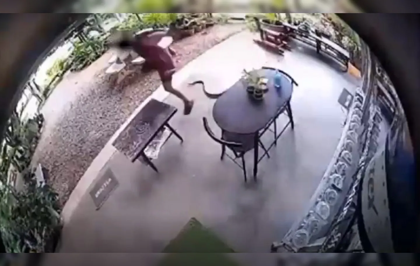 Cobra invade casa e persegue morador; veja o vídeo