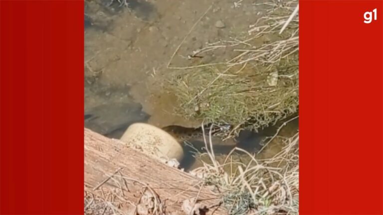 Agricultor descobre ‘moradia’ de sucuri ao passar por ponte em plantação de soja; veja o vídeo