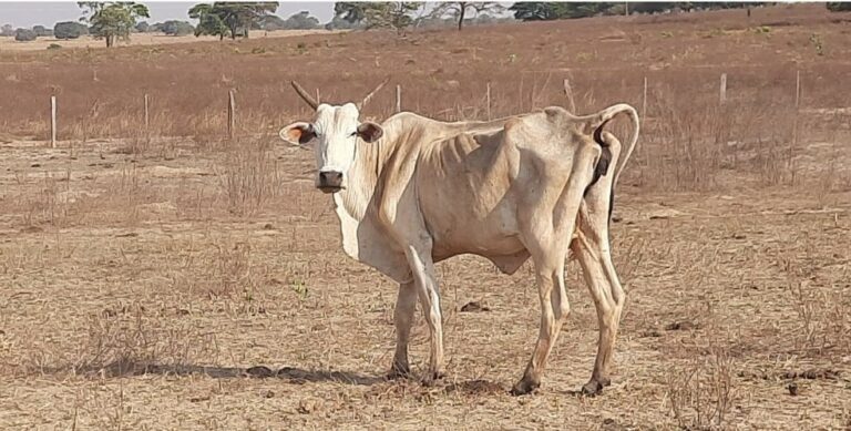 Homem abandona fazenda em MS com 337 bois e polícia encontra 8 animais mortos e um deles atolado, agonizando