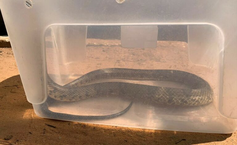 Moradora se depara com serpente em casa e ‘extremamente assustada’, chama polícia ambiental para captura