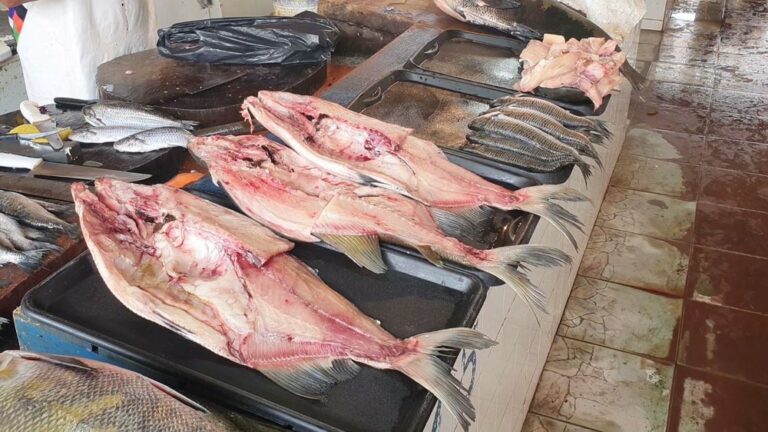 Com surto de rabdomiólise, governo determina restrições no consumo de peixes em Itacoatiara