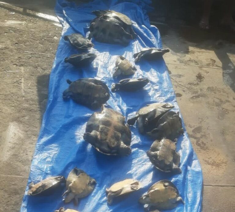 22 quelônios são apreendidos em embarcação no interior do AM