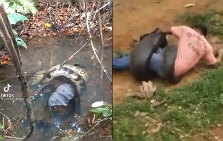 Sucuri gigante ataca homem após matar bezerro em fazenda; veja vídeos
