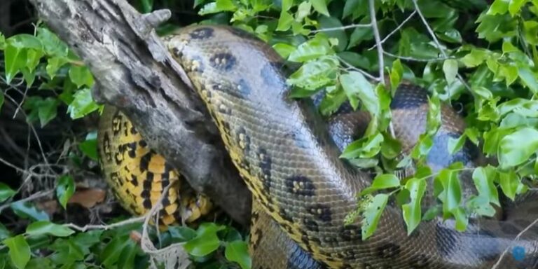 Vídeo mostra momento em que pescador dá de cara com sucuri enorme