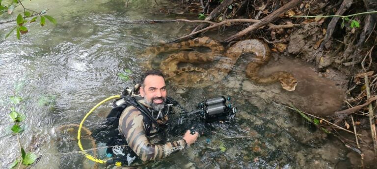 Sucuri gigante ‘mostra língua’ ao ser flagrada por documentarista da natureza em águas cristalinas