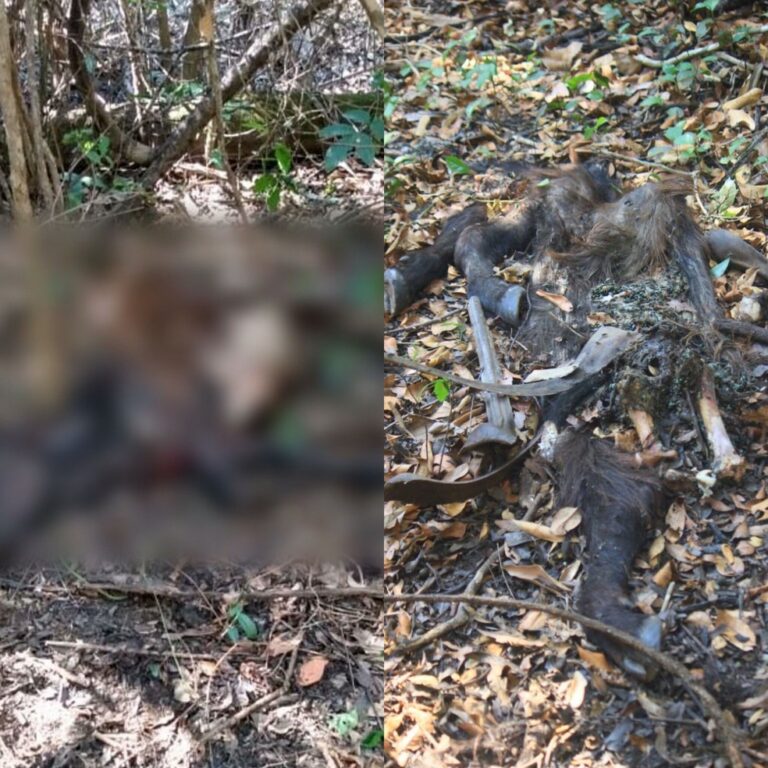 Onça mata filhote de búfalo, come parte do corpo e volta para devorar pedaço de carcaça, no Pantanal; veja vídeo